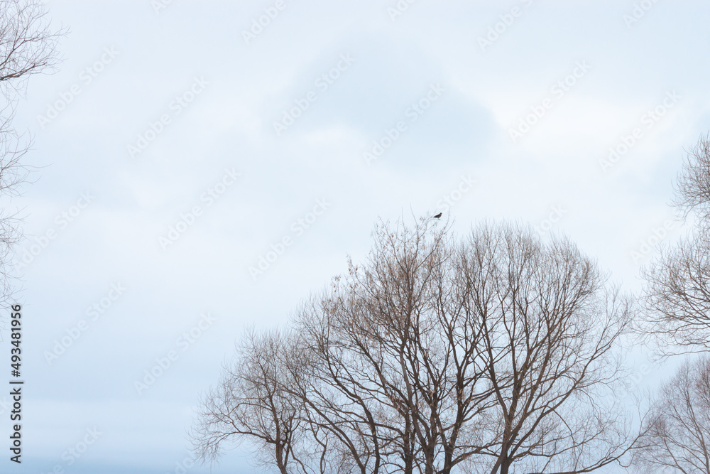A low angle shot of a bird sitting on a leafless branch of a tree against heavy cloudy blue and white sky with lot of negative space
