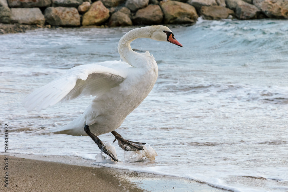 White swan landing on the beach