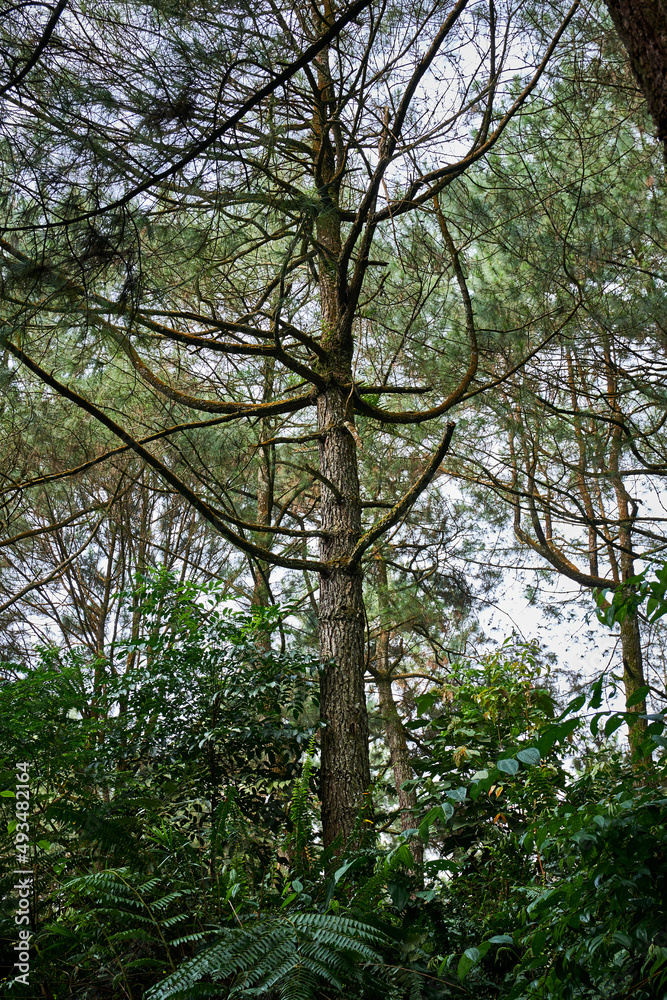 Pine trees in the mountains of Halimun Salak Indonesia Pine trees in the mountains of Halimun Salak Indonesia