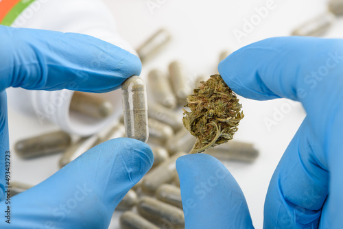 Scientist hold and compare CBD cannabis flower bud and transparent pill in other hand