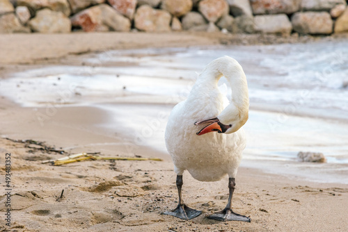 Schilderij op canvas White swan on the beach delousing itself