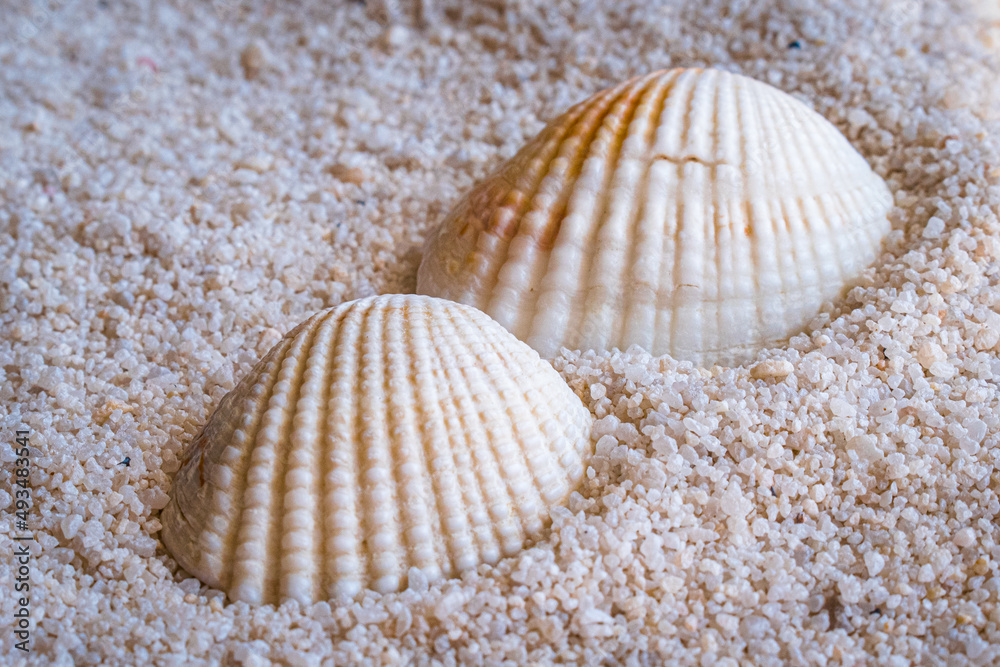 Two seashells on a sand background. Two seashells on a sand background.