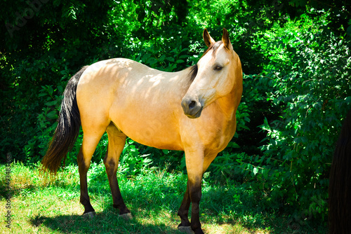 Foto Buckskin Equine in front of green bushes.