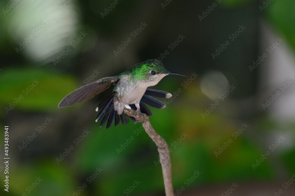 Fototapeta premium Hummingbird