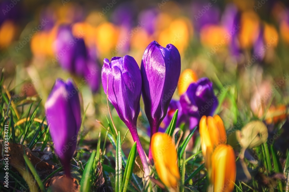 Colorful natural background with flowers. Beautiful crocuses on a green glade to welcome spring. Photo in shallow depth of field.