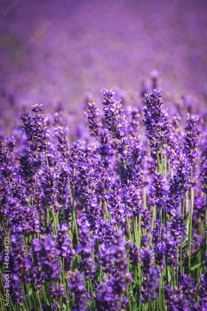 Beautiful floral summer concept. Purple lavender field with a blurred background.