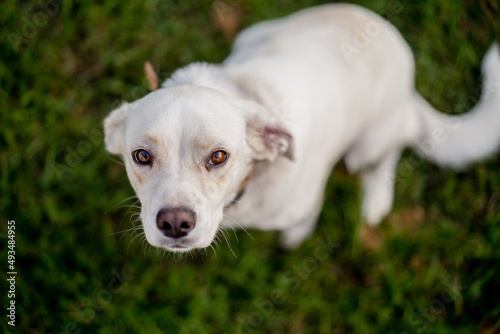 Young dog mongrel Labrador Retriever type on grass. Happy dog portrait.