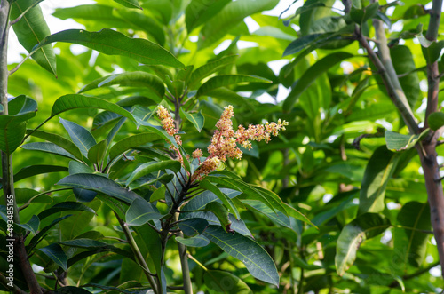 Mango flowers (Mangifera indica) with green leaves © JakaSuryanta