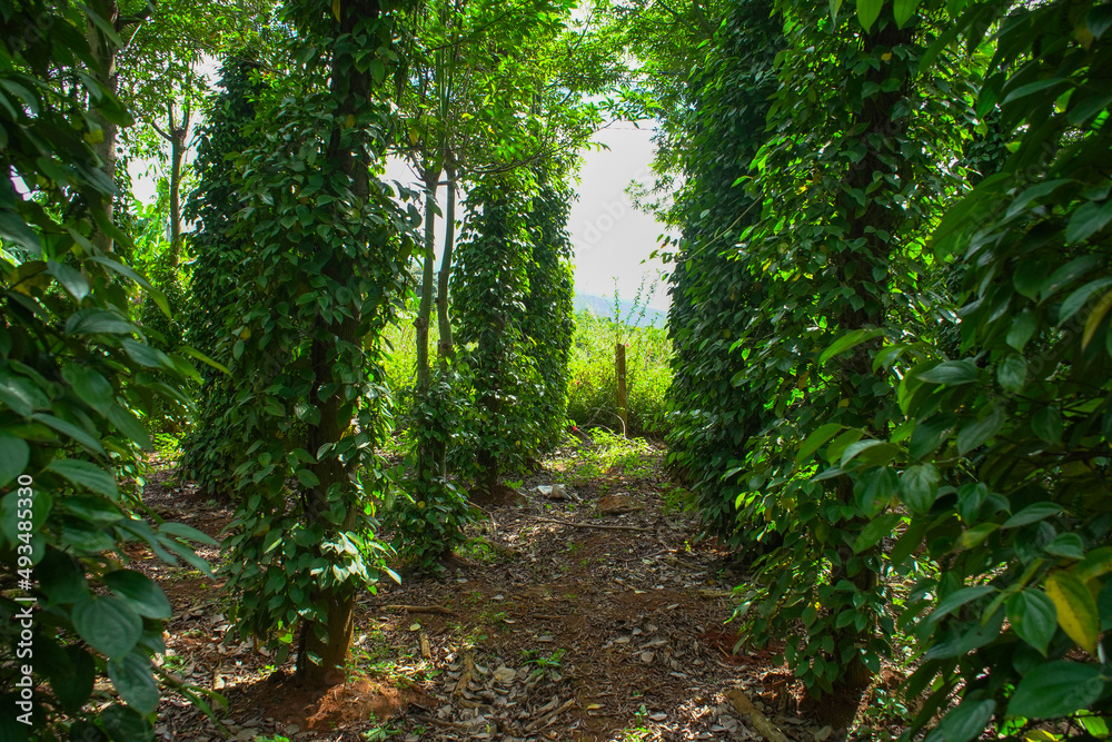 Obraz premium Pepper trees grow in Lam Ha, pepper trees climb on cotton trees 
