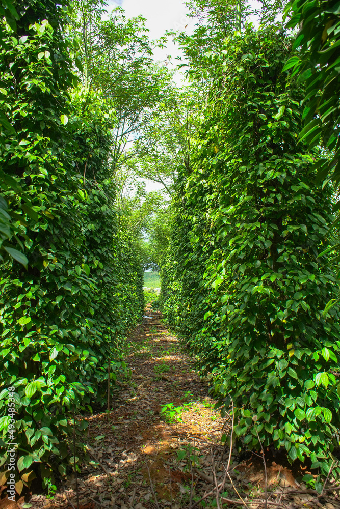 Pepper trees grow in Lam Ha, pepper trees climb on cotton trees
Pepper trees grow in Lam Ha, pepper trees climb on cotton trees