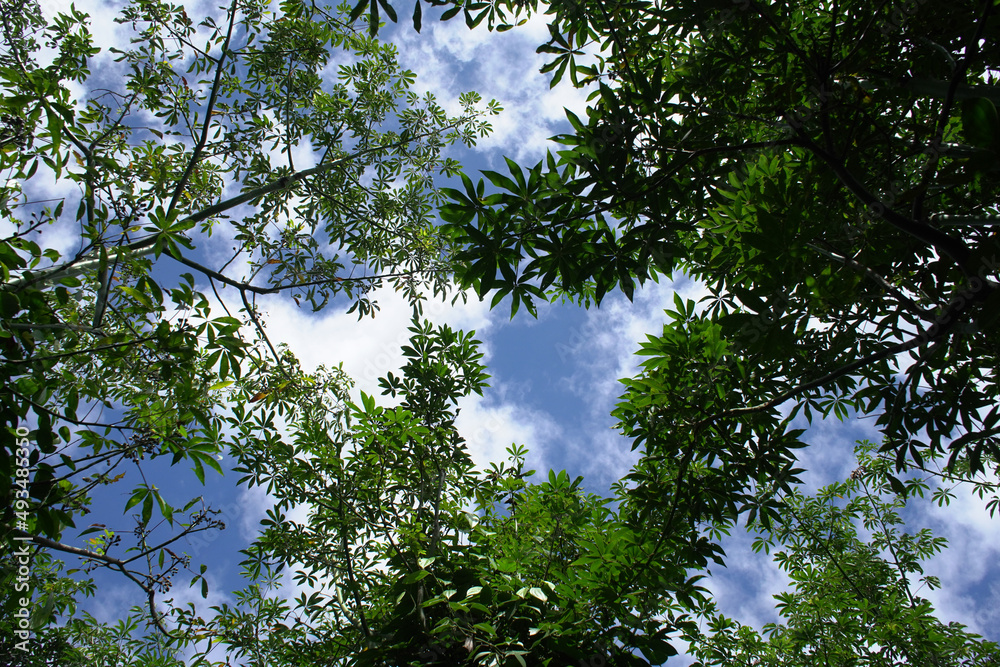 Pepper trees grow in Lam Ha, pepper trees climb on cotton trees
Pepper trees grow in Lam Ha, pepper trees climb on cotton trees