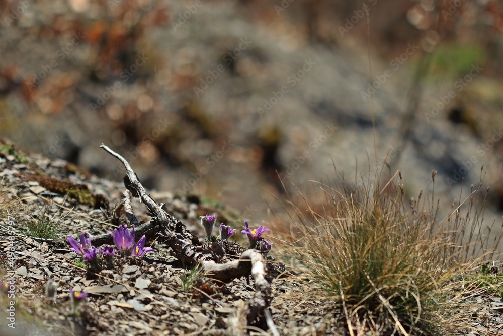 Gewöhnliche Küchenschellen (Pulsatilla vulgaris) im Nationalpark Kellerwald Gewöhnliche Küchenschellen (Pulsatilla vulgaris) im Nationalpark Kellerwald