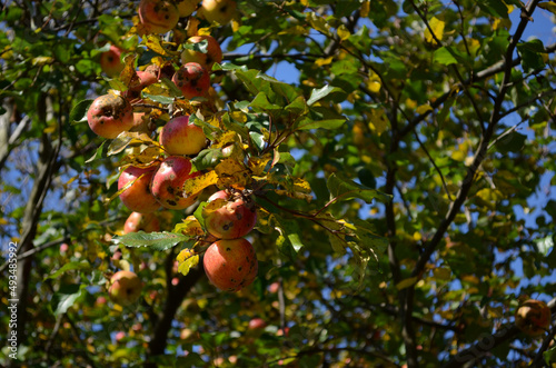Jabłoń w sadzie