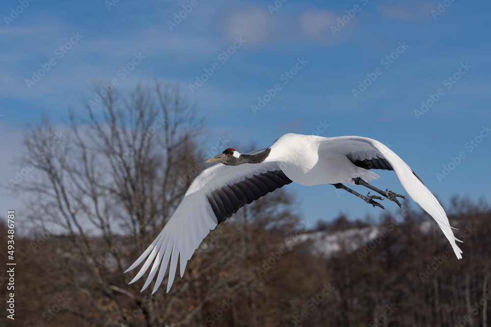 Fototapeta premium 鶴 swan 北海道 