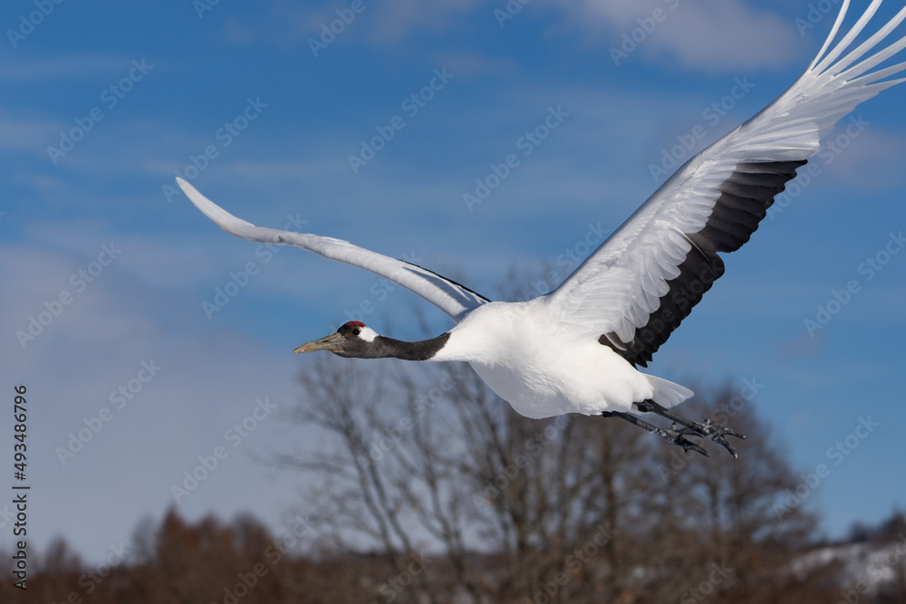 Fototapeta premium 鶴 swan 北海道 