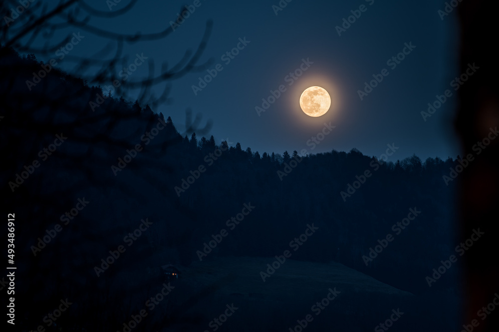 Fototapeta premium full moon in the forest