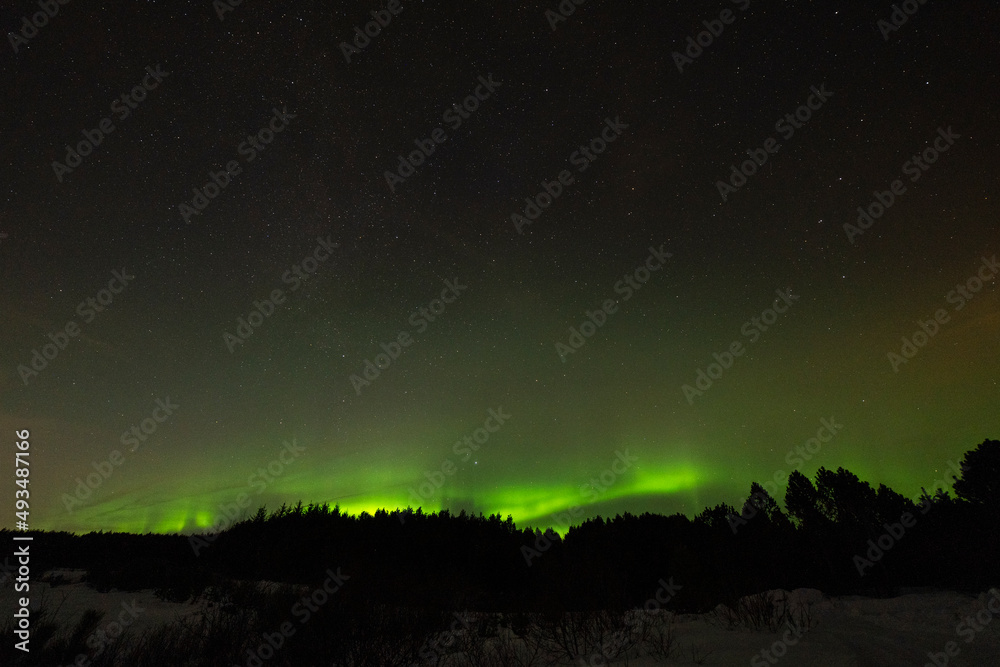 aurora borealis over the forest