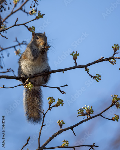 Squirrel grabbing breakfast during warm spring morning