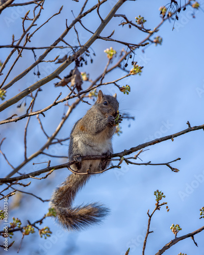 Squirrel grabbing breakfast during warm spring morning