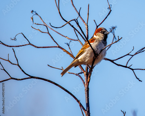 Bird on branch