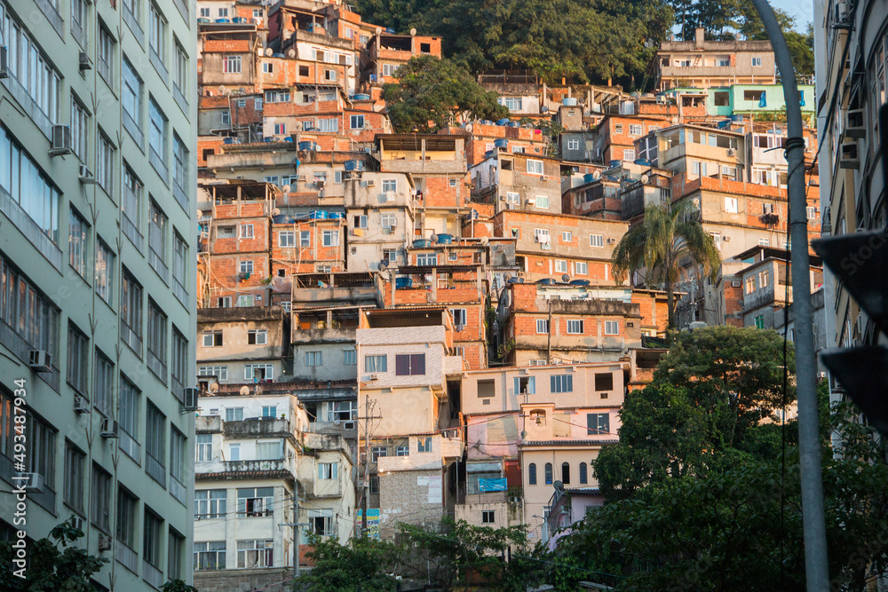 Fototapeta premium favela peacock in copacabana in Rio de Janeiro.