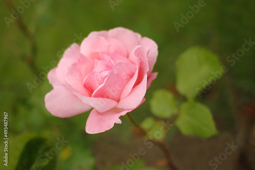 A pink rose grows on a flower bed surrounded by a green flowerbed