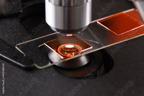 Foto Microscope slide with red liquid.