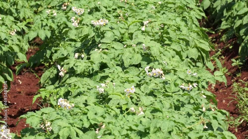 White potato flowers White potato flowers