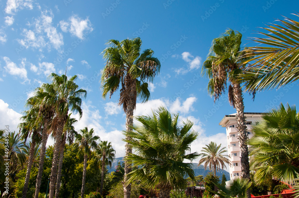 palm trees on sky background with hotel. summer vacation
