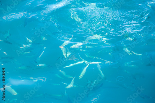 sea blue water with fish. summer vacation. water background