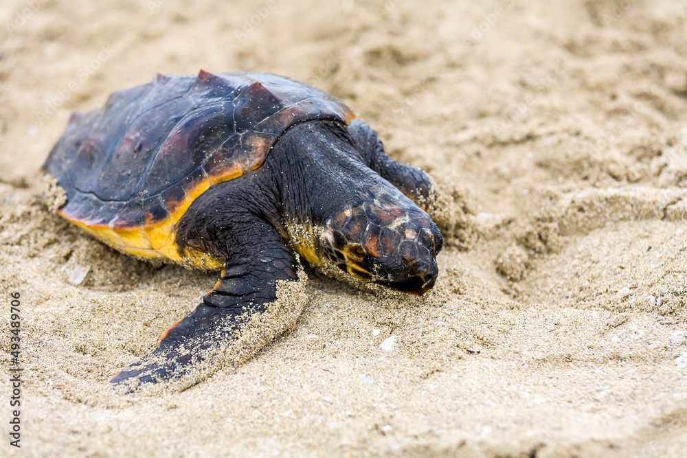 Obraz premium Saving turtle