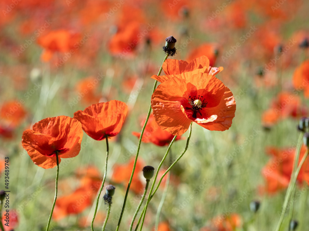 Naklejka premium Aufgeblühte Mohnblüte im Mohnfeld