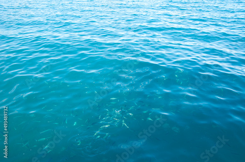sea blue water with fish. summer vacation caribbean. water background