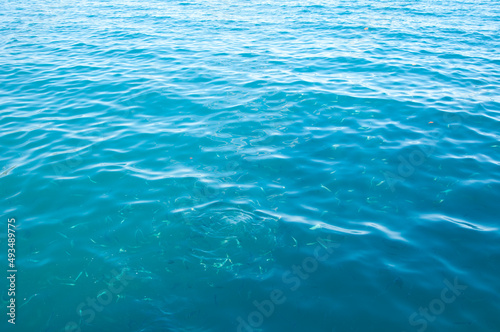 sea blue water with fish. summer vacation concept. water surface