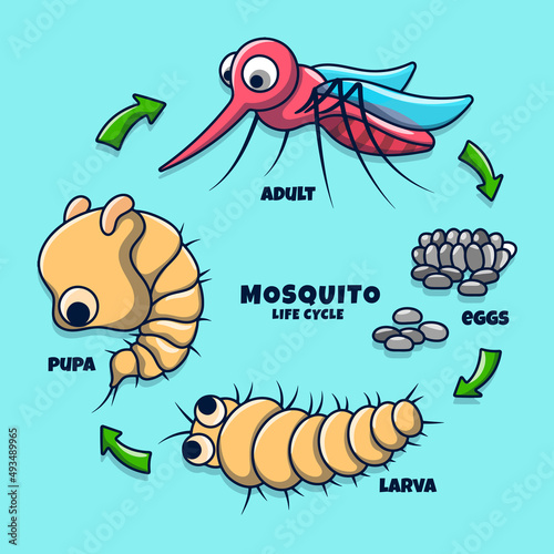 Mosquito Life Cycle Illustration with Colored hand drawn doodle style