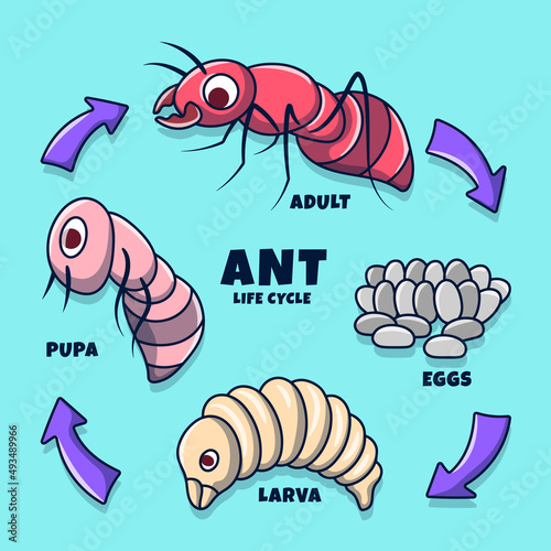 Ant Life Cycle Illustration with Colored hand drawn doodle style