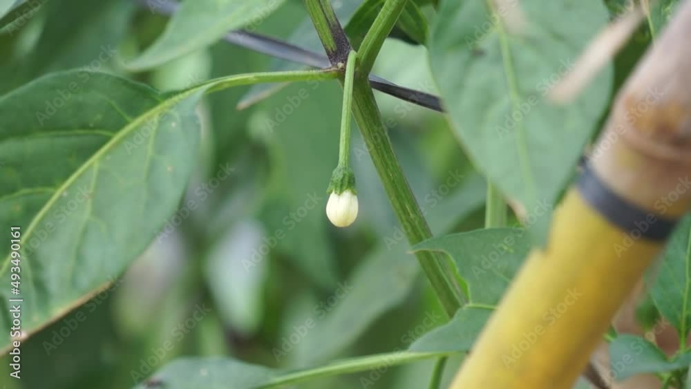 Horny chili peppers grown in Lam Dong are flowering and fruiting
Horny chili peppers grown in Lam Dong are flowering and fruiting