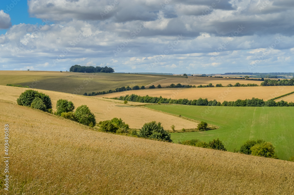 West Wiltshire Downs In Summer, England