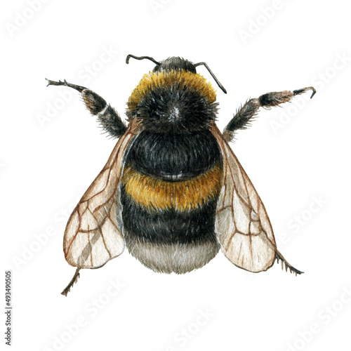 Watercolor bee illustration isolated on white background. Bumblebee clipart. Honey bee, Realistic garden insect, hand-drawn graphics. © Fefelova Yana