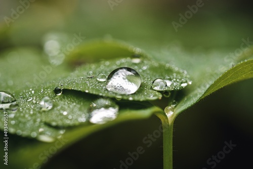 Close up or macro of water drops on green leaf