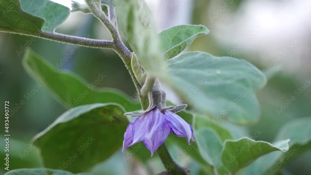 The eggplant tree produces fruit and flowers, the tree is grown in Lam Dong
The eggplant tree produces fruit and flowers, the tree is grown in Lam Dong