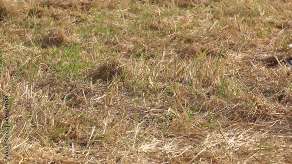 Ducks are harvesting rice in the field Ducks are harvesting rice in the field
