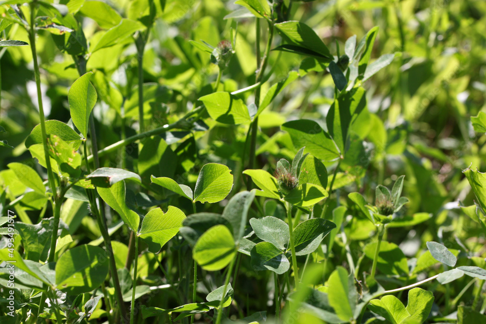Texture of Red clover plants ( Trifolium pratense ) with buds and green leaves on a meadow Texture of Red clover plants ( Trifolium pratense ) with buds and green leaves on a meadow