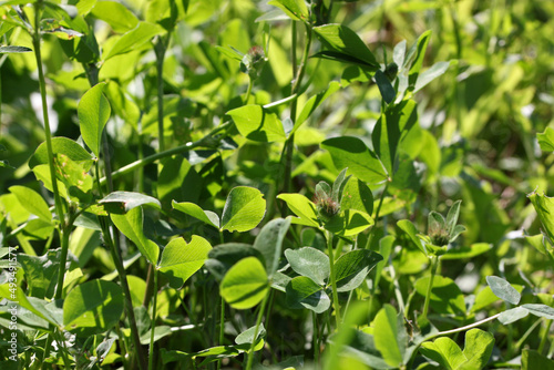 Texture of Red clover plants ( Trifolium pratense ) with buds and green leaves on a meadow