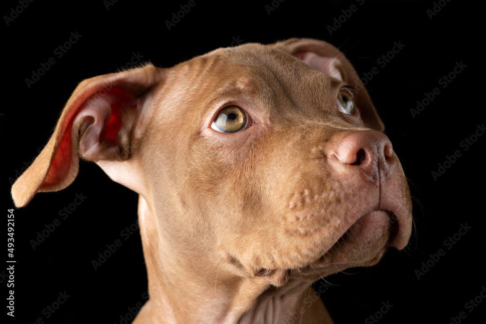 Chocolate pit bull puppy isolated on black background