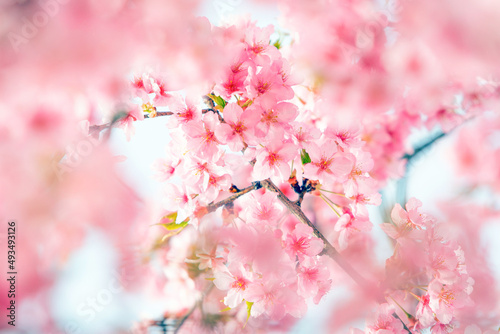 春先の美しい満開の桜。ピンクの桜日本の花。