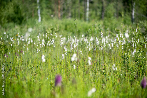 White flowers growing in a swamp. Bright floral view of a wet bog in Neris Regional Park, Lithuania in summer. Selective focus on the details, blurred background.