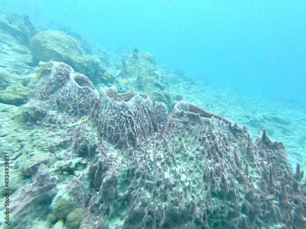coral reef in the sea