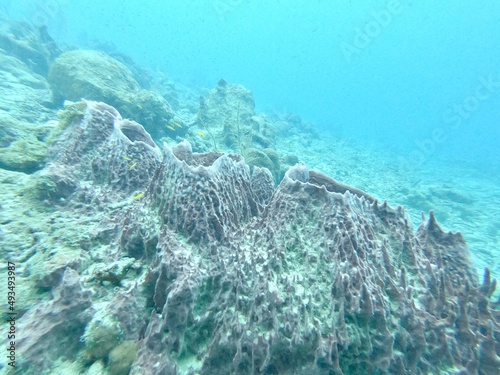 Obraz na płótnie coral reef in the sea w salonie