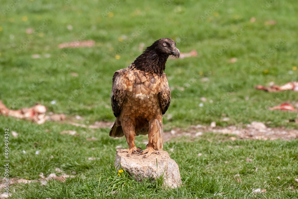 Gypaète barbu, .Gypaetus barbatus, Bearded Vulture Gypaète barbu, .Gypaetus barbatus, Bearded Vulture